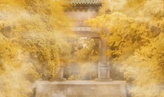 我愿乘风起